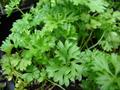 Petroselinum Crispum
